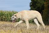 IRISH WOLFHOUND 121